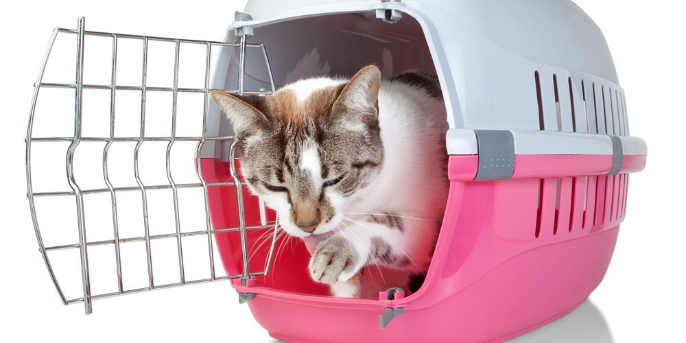 How to Move With Pets | Safe Storage Depot